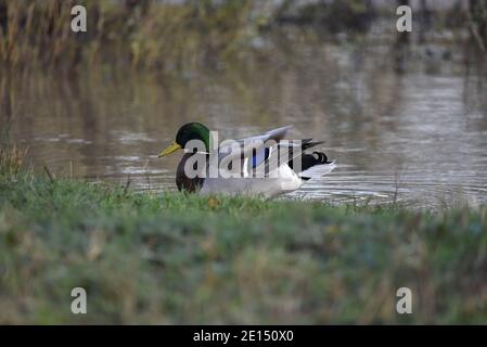 Male Mallard Duck (Anas platyrhynchos) Nuoto sul bordo del lago con canne in background, in inverno nel Regno Unito Foto Stock