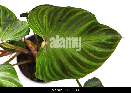 Bella foglia di pianta tropicale 'Philodendron verrucosum' con consistenza vellutata isolato su sfondo bianco Foto Stock