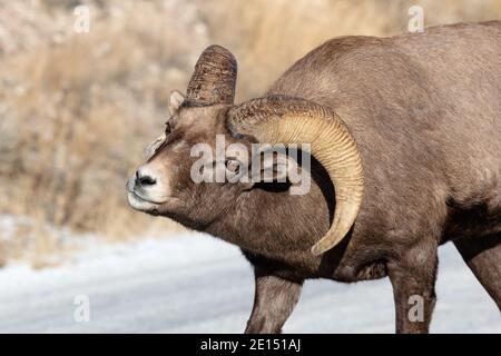 Ariete di pecora di Bighorn nel National Elk Refuge di Jackson, Wyoming, USA Foto Stock