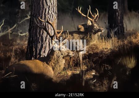 Old Male Red Deer Stag, Cervus elaphus, con Antlers seduto accanto A UN albero di pino nella luce del sole accanto A UN giovane cervo permanente Stag con Antlers, nuovo F. Foto Stock