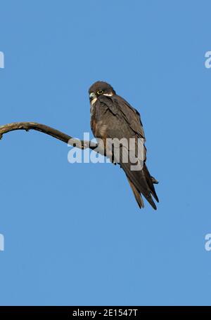 Eurasian Hobby (Falco subbuteo) adulto arroccato sul ramo morto Marocco Aprile Foto Stock