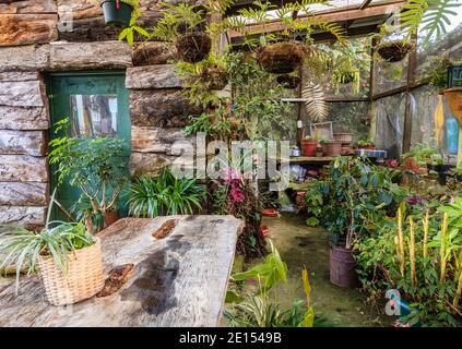 Interno di un vecchio rustico casa verde con piante in vaso Foto Stock
