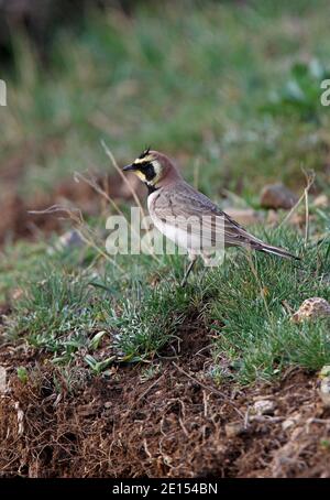 Horned Lark (atlante di Eremophila alpestris) maschio adulto in piedi sulla riva erbosa Atlas Mountains, Marocco Aprile Foto Stock