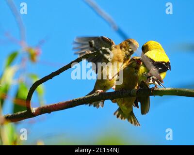 Goldfinch Bird Feeds Babies: Un padre americano goldfinch uccello alimenta un bambino affamato finch, mentre l'altro lotta per il cibo saltando e volando sopra Foto Stock