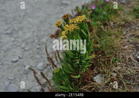 Samphire d'oro che cresce sull'isola di Portland, Dorset Foto Stock