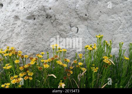 Samphire d'oro che cresce sull'isola di Portland, Dorset Foto Stock