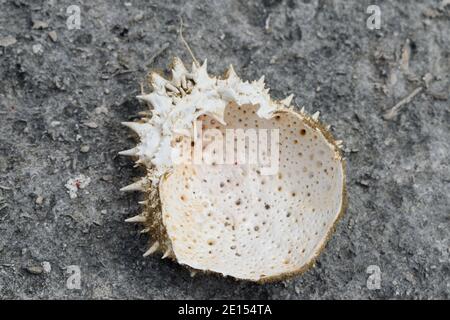 Dead Crab's Empty Shell trovato sull'isola di Portland, Dorset Foto Stock