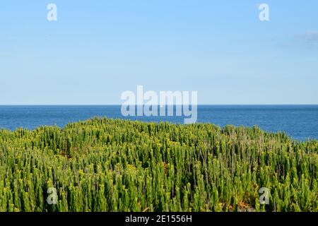 Molti fiori del Samphire d'oro che crescono sull'isola di Portland, Dorset Foto Stock