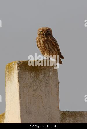 Little Owl (Athene noctus glaux) arroccato sulla colonna, con un occhio chiuso Marocco Maggio Foto Stock