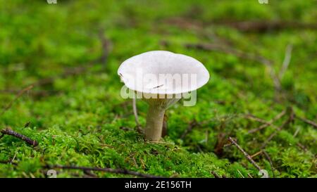 Primo piano di Infundibulicybe geotropa. Comunemente noto come imbuto per tropining. Foto Stock