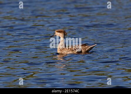 Teal marmorizzato (Marmaronetta angustirostris) maschio adulto in esposizione Marocco Aprile Foto Stock