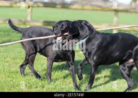 Due Labrador neri pedigree che giocano insieme con un bastone Foto Stock