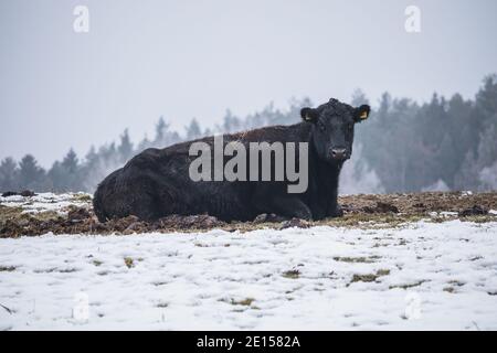 mucca nera senza cornici che giace su un campo innevato Foto Stock