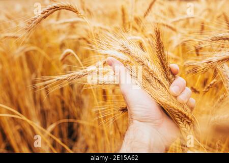 Bel colore giallo di grano maturo e orecchie asciutte dentro la mano di cura del coltivatore - un raccolto ricco di grano raccolti Foto Stock