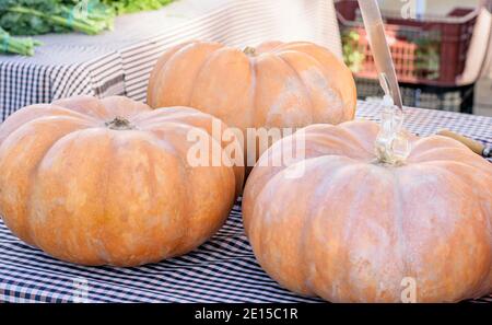 Grandi zucche fresche dalla fattoria sul mercato stalla per la vendita closeup. Foto Stock