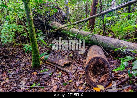 Il tronco di alberi caduto si trova sul fondo della foresta tra una fitta vegetazione verde Foto Stock