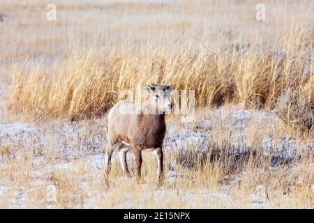 Agnello di pecora di Bighorn nel National Elk Refuge a Jackson, Wyoming Foto Stock