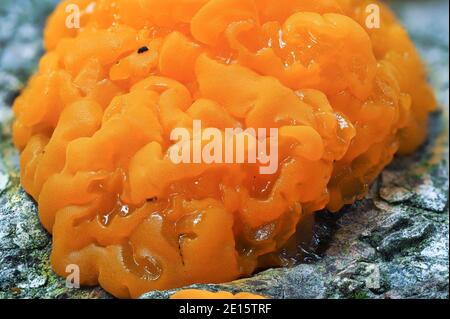 Il cervello giallo (Tremella mesenterica) è un fungo non commestibile, una macro foto impilata Foto Stock