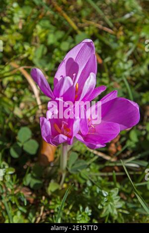 Il Crocus d'autunno fiorisce in tarda estate all'autunno e. È una delle piante più velenose Foto Stock