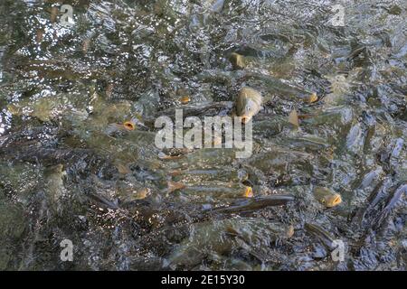 Pesce carpa in Balikli Gol (Pool of Sacred Fish) conosciuto anche come Abraham's Pool nel Parco Golbasi a Sanliurfa in Turchia. Foto Stock