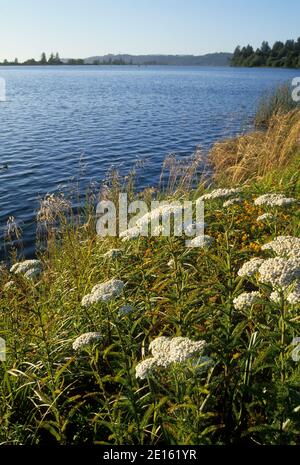 Youngs River Bay con yarrow occidentale, Astoria, Oregon Foto Stock