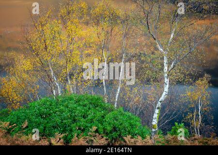 Glencoe, Scozia: Betulla autunnale, rododendro e felci bracken sopra Loch Leven Foto Stock