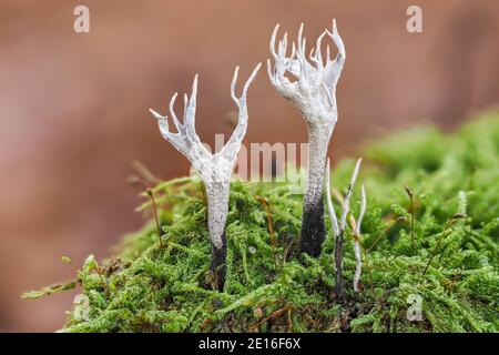 Il Fungo di Candlesnuff (Xylaria hypoxylon) è un fungo non commestibile, una macro foto impilata Foto Stock
