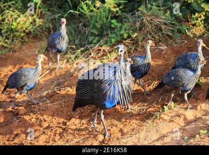 Vulturine guineafonl - Geierperlhuhn - a Tsavo East Nationalpark, Kenya, Africa Foto Stock