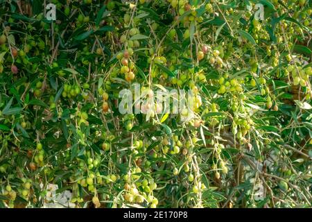 Olivo con ottima produttività di olive verdi, Creta, Grecia. Foto Stock