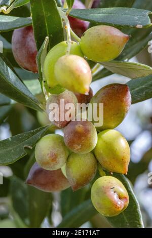 Olivo con ottima produttività di olive verdi, Creta, Grecia. Foto Stock