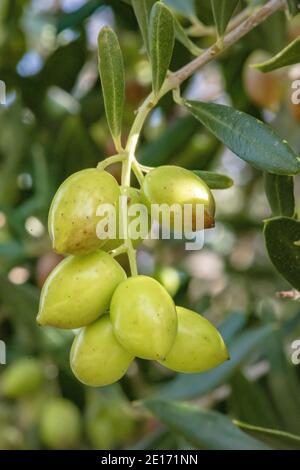 Olivo con ottima produttività di olive verdi, Creta, Grecia. Foto Stock