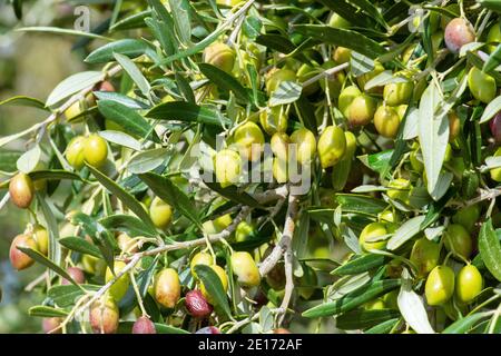 Olivo con ottima produttività di olive verdi, Creta, Grecia. Foto Stock