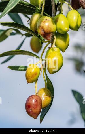 Olivo con ottima produttività di olive verdi, Creta, Grecia. Foto Stock