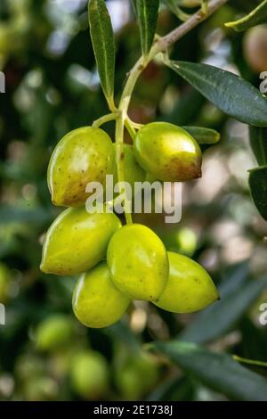 Olivo con ottima produttività di olive verdi, Creta, Grecia. Foto Stock