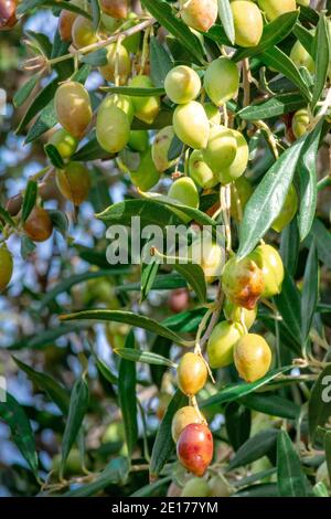 Olivo con ottima produttività di olive verdi, Creta, Grecia. Foto Stock