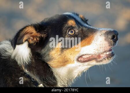 Collie border tricolore, cane domestico (Canis lupus familiaris), profilo, vista laterale della testa. PET, compagno, razza lavorabile. Funzioni faccia, faccia. Foto Stock