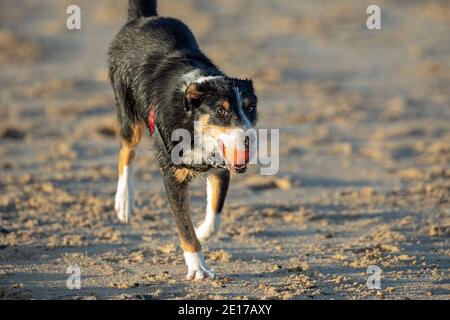 Cane Collie con bordo tricolore (Canis familiaris). Avvicinandosi, ritornando, prelevando, portando una palla in bocca. Allenati su una spiaggia, lontano dal piombo. Foto Stock