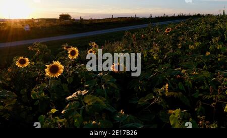 Prospettiva aerea di torreggianti file di girasoli che fioriscono nel campo agricolo al tramonto dorato, nel Wisconsin sudoccidentale, USA Foto Stock