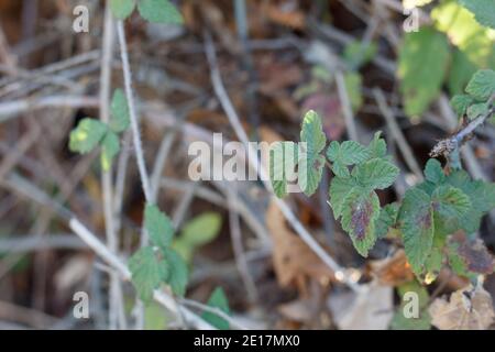 Ternately composto ovate foglie, Pacific BlackBerry, Rubus Ursinus, Rosaceae, vite autoctona, Ballona Freshwater Marsh, South California Coast, Autunno. Foto Stock