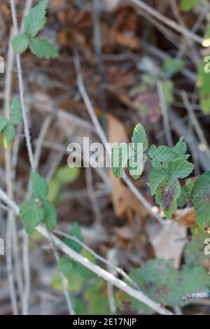 Ternately composto ovate foglie, Pacific BlackBerry, Rubus Ursinus, Rosaceae, vite autoctona, Ballona Freshwater Marsh, South California Coast, Autunno. Foto Stock