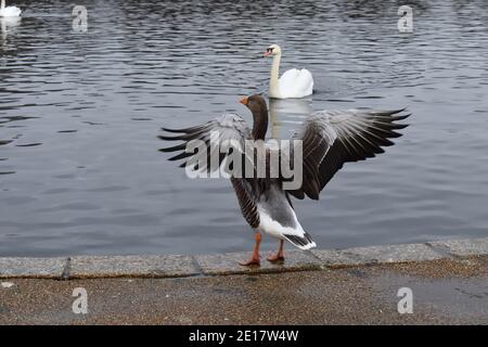 Un greylag oca che si diffonde le sue ali è il più grande E le uniche spezie che in Gran Bretagna l'adulto appare ingombrante e ha un piumaggio marrone-argenteo Foto Stock