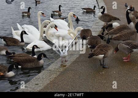 Nonbreeding nero-testa gabbiano tra mute cigni Canada e greylag oche A Londra ha scoscurità sopra e dietro occhi becco rosso dalla punta crepusky Foto Stock