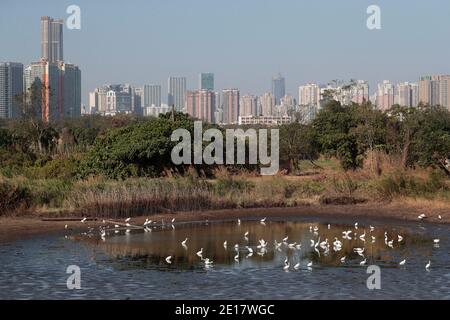 Le aires su un bacino di pesce sgocciolato, Lok ma Chau, nuovi territori, Hong Kong, con Shenzhen, Cina, sullo sfondo 1 gennaio 2021 Foto Stock