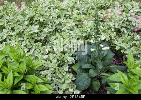 Pianta bianca tossica Foxglove in giardino. La pianta tossica per gli animali è usata per fare il farmaco cardiaco Digoxin. È stato usato dagli Americani nativi Foto Stock