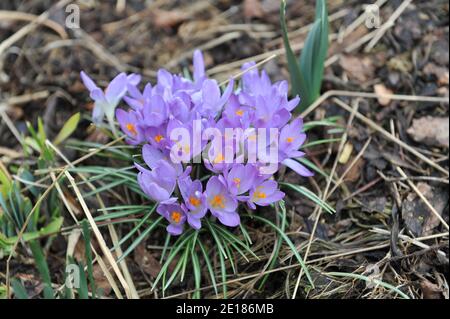 Crocus tommasinianus violetto-porpora precoce (Crocus tommasinianus) Whitewell Viola fiorisce in un giardino nel mese di marzo Foto Stock