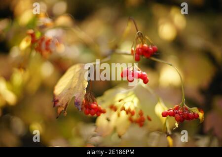 In una giornata di sole, chiuda la macchia di rowan con foglie dorate secche e bacche rosse. Foto Stock