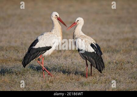 White Stork (Ciconia ciconia) coppia di allevamento maschile e femminile su prato ghiacciato, Baden-Wuerttemberg, Germania Foto Stock