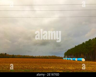 Burke County, GA USA - 12 15 20: Fattoria di cotone nella Georgia rurale in autunno con balle di cotone avvolte blu Foto Stock