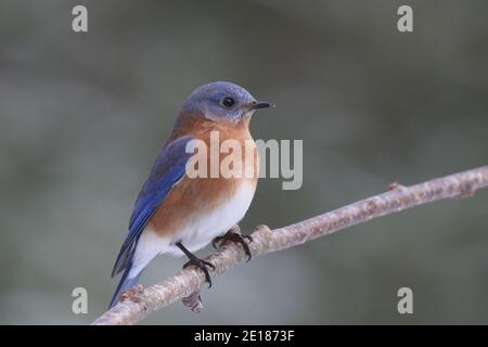 Un maschio orientale Bluebird Sialia sialis perching su un ramo in inverno Foto Stock