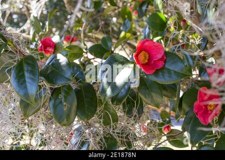 Fiori di Camellia rossa in un giardino meridionale a fine novembre. Foto Stock